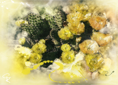 Cactus Flowers thumbnail